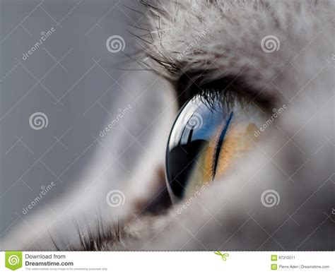 Close Up Of Cat Eye Stock Image Image Of British Proud 97310511