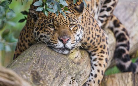 Jaguar On Tree Hd Wallpapers 19378 Baltana