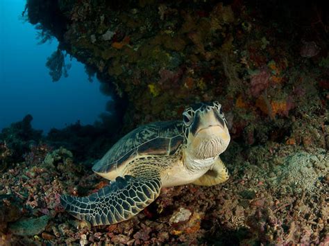 Green Turtle Sea Turtles Species Wwf