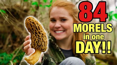 84 Giant Morel Mushrooms In 1 Day My Best Morel Hunt Ever Youtube