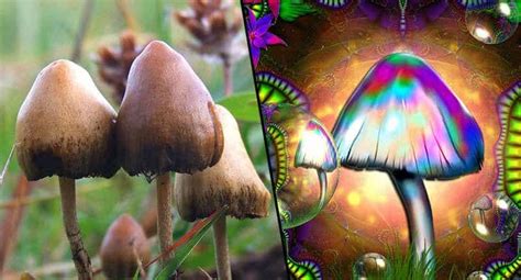 Beginners looking to grow magic mushrooms may find magic mushroom grow kits are an. Magic mushrooms can 'reset' depressed brain