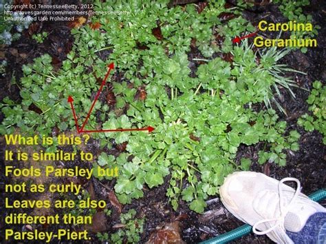 Plant Identification Closed Parsley Like Garden Weed