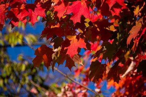 Free Images Nature Branch Sunlight Fall Flower Red Color