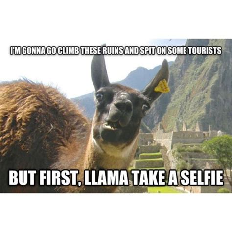 The Funniest Llama Memes Llama Del Rey Kendrick Llama