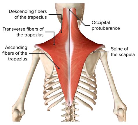 Trapezius Muscle Diagram