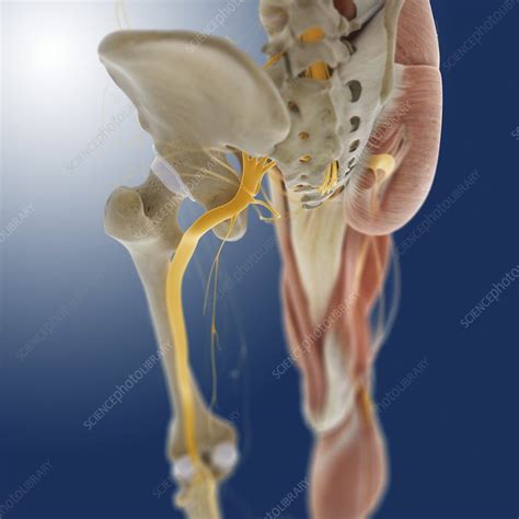 The lumbar and sacrum region make up the bone of the lower back anatomy. Lower body anatomy, artwork - Stock Image - C014/5591 ...
