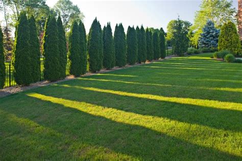 Truly Beautiful Landscaping What Type Of Privacy Trees Are These