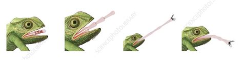 Chameleon Tongue Capturing Prey Illustration Stock Image C0459876