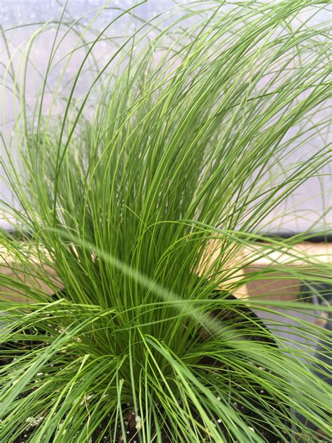 Stipa Tenuissima Pony Tail Grass Horlings Plants