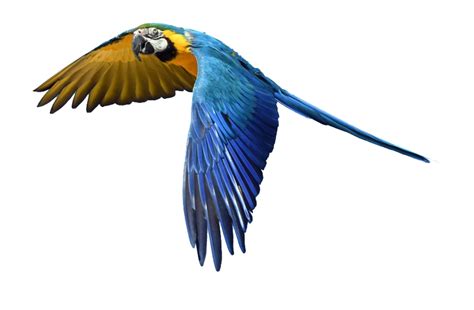 Single Flying Bird Png Png All Png All