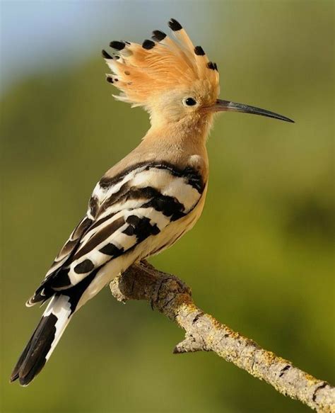 30 Hoopoe Facts Fly Catching Punk Rocker 3 Species Of Upupa Artofit