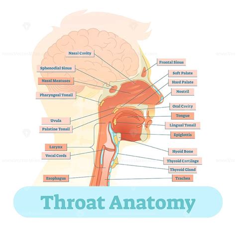 Throat Anatomy Vector Illustration Diagram Vectormine Throat Anatomy The Best Porn Website