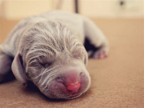 Como Cortar O Cordão Umbilical Do Cachorro