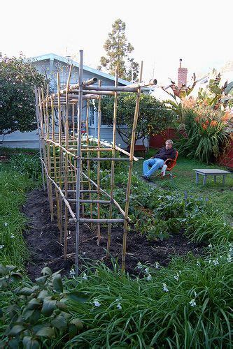 Tomato Supports My Neighbor Has So Much Bamboo That I Can Use Finally