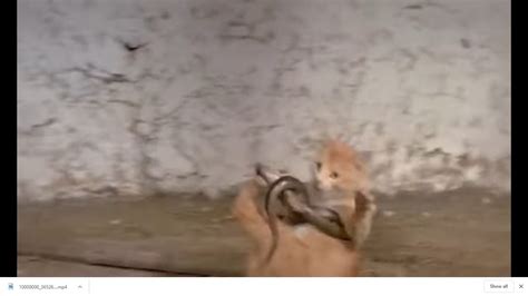 Cat Vs King Cobra Snake Cat Tiger Attack King Cobra Real Fight Lions