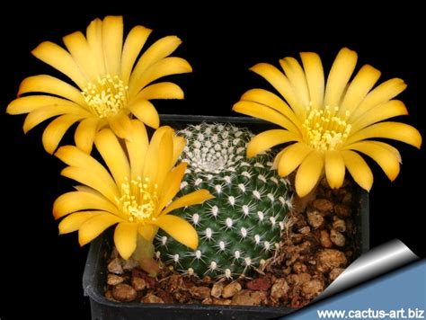 I wanted to transplant it now into a larger container. Rebutia krainziana