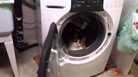 Funny Cats Vs Washing Machines Compilation 2014 New Hd Youtube