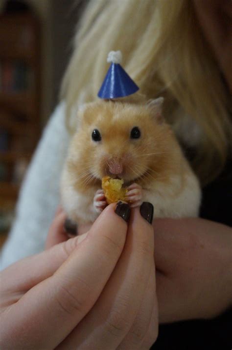 156 Adorable Hamsters That Will Cause A Cuteness Overload Artofit