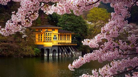 Download Pink Flower River Blossom Cherry Blossom Spring Japan Man Made