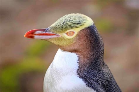 The Yellow Eyed Penguin Is In Danger Of Extinction My Animals