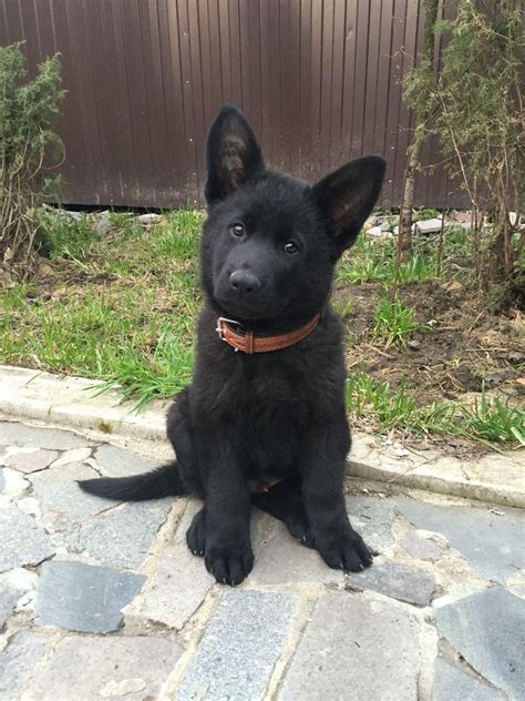 Cute All Black German Shepherd Puppies