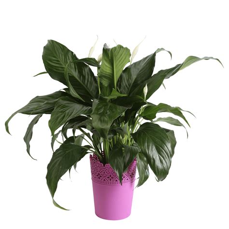 Costa Farms Live Indoor 15in Peace Lily Decor Pot