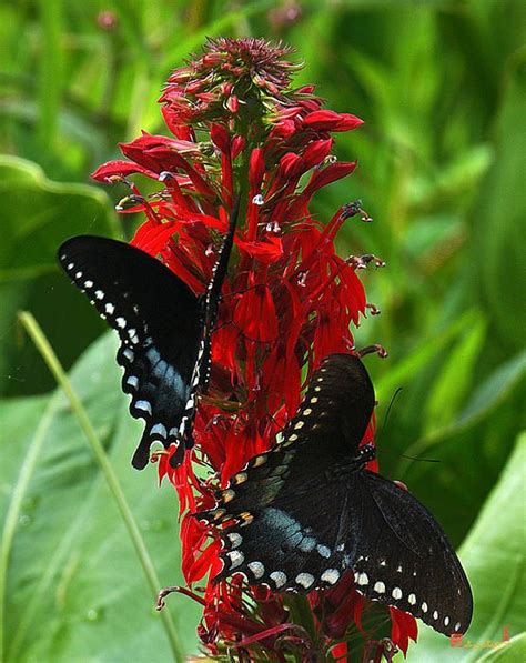 Spicebush Swallowtails Visiting Cardinal Lobelia DIN041 By Gerry Gantt