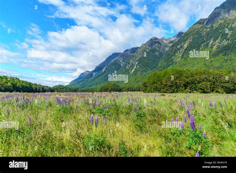 Meadow With Lupins In A Valley Between Mountains Southland New
