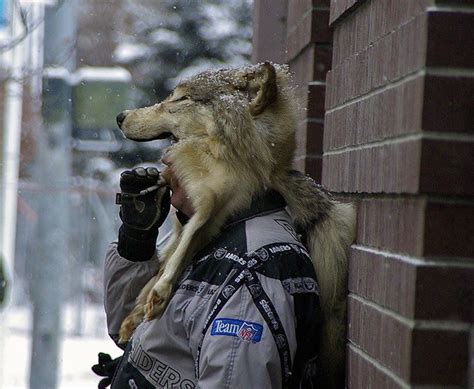 Wolf Hat Via Mr Wolf Taste Of Thunder Wolf Hat Menswear Fur