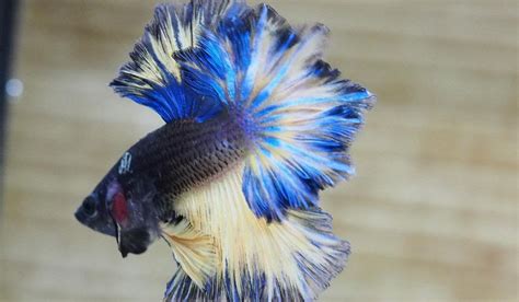 The Superb Live Male Blue Mustard Gas Rosetail Betta Siamese Fighting Fish