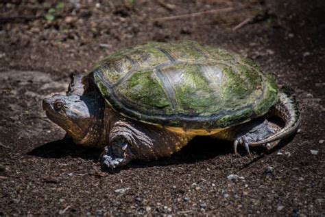 Snapping Turtle Stock Photos Pictures And Royalty Free Images Istock