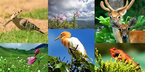 Ditetapkan tempat perlindungan bagi flora dan fauna agar. Flora & Fauna - Manipur Tourism