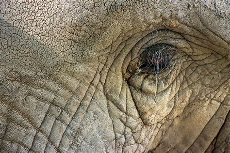 Elephant With Wrinkled Skin Photograph By Leonardo Mercon Vw Pics