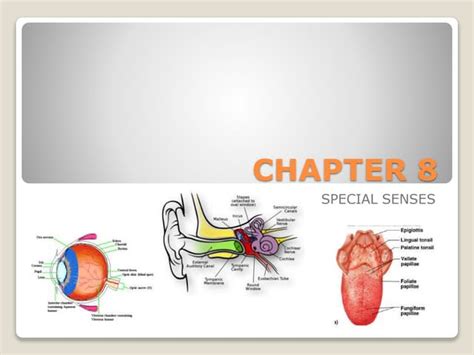 Chapter 8 Special Senses Ppt