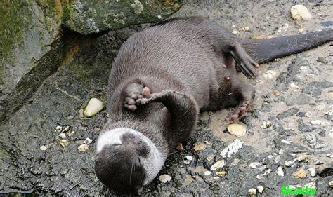 Weitere ideen zu tiere, otter, seeotter. Forum Übersicht - Die GG, Video quiekende Otter, Nachwuchs ...