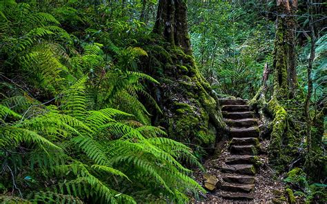 5120x2880px Free Download Hd Wallpaper Stairs Ferns Forest