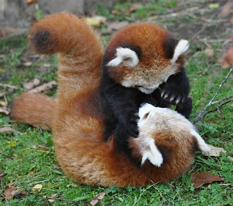 Panda Mała Panda Czerwona Pandka Ruda Dinoanimalspl