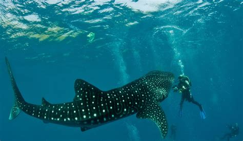 Swimming With Whale Sharks At Cebu City Philippines Best Scuba