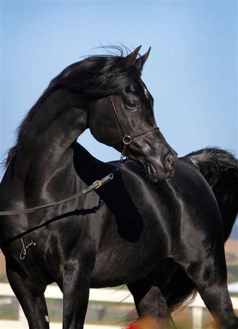 arabian horse breed information  pictures horses black arabian horse beautiful