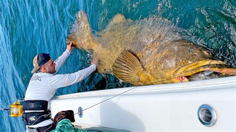 Massive Lb Goliath Grouper