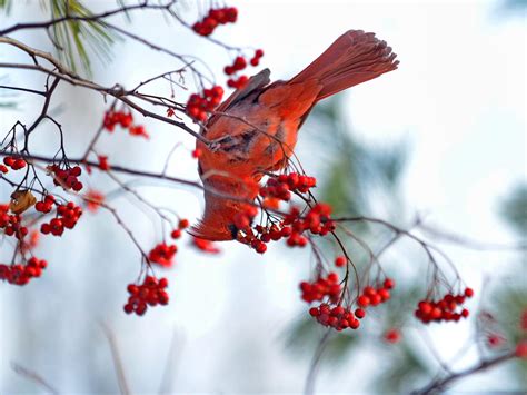 Do Cardinals Migrate Birdfact