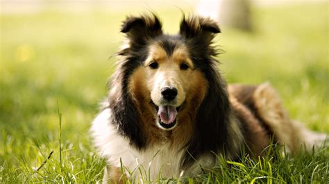 1920x1080 1920x1080 Grass Collie Breed Dog Coolwallpapersme