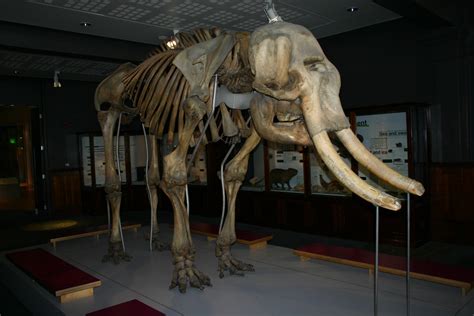 Free Images Woolly Mammoth Extinct Prehistoric Tusk Elephant