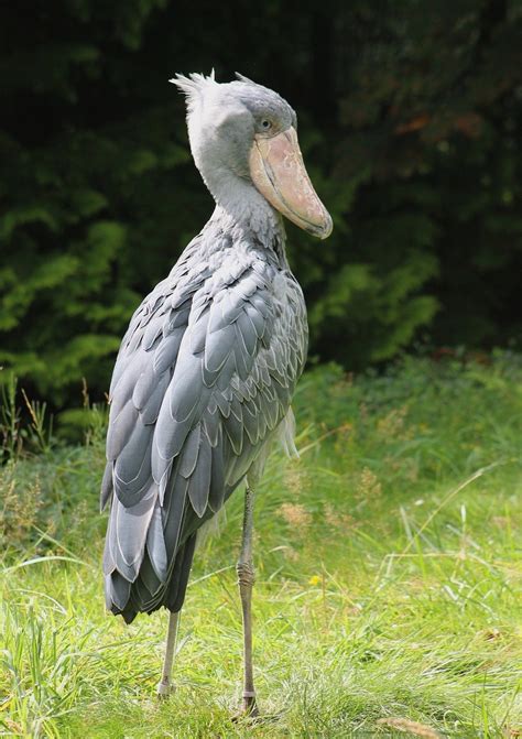 Shoebill Picture Image Abyss