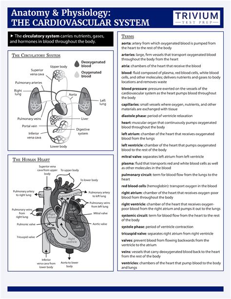 Cardiovascular System Anaphy Cheat Sheet Terms Anatomy And