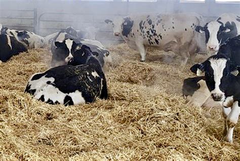 Consider A Two Stage Dry Cow Feeding Program Grainews