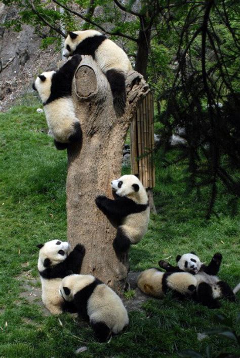 Pandas D Pandas Photo 23654705 Fanpop