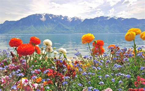 Spring Flowers And Mountains Stock Image Image Of Grass Geneve 54300935