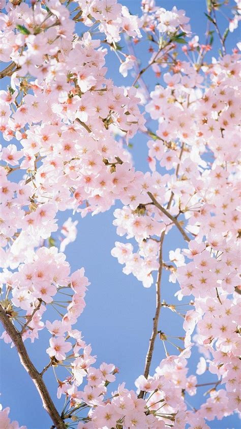 Cherry Blossom Phone Qhd Wallpapers Wallpaper Cave