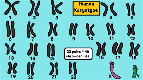 Join the amoeba sisters as they discuss the terms gene and allele in context of a gene involved in ptc (phenylthiocarbamide) taste sensitivity. Pin on Amoeba Sisters Images